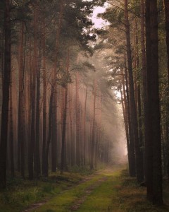 Create meme: forest fog, forest