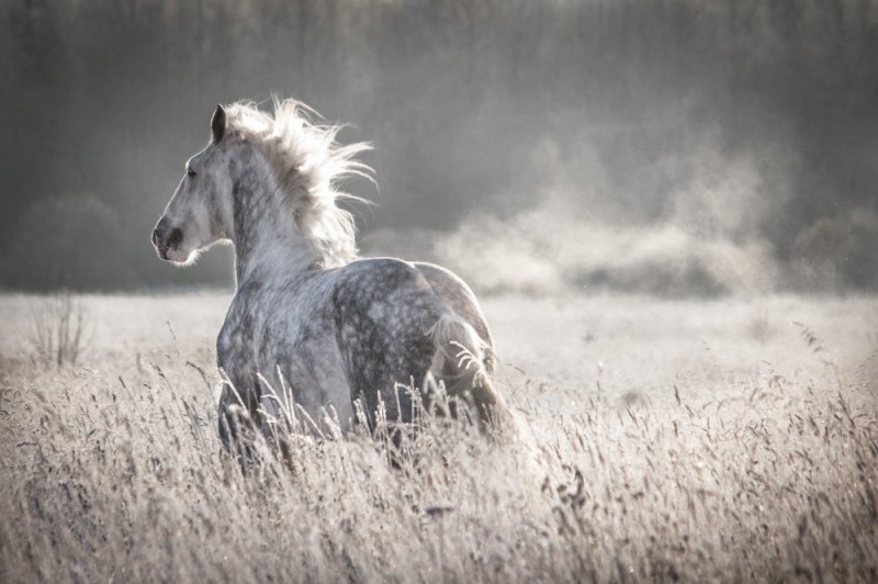 Create meme: horse grey, the horse is beautiful, horse 