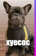 Create meme: dog French bulldog, french bulldog , french bulldog funny