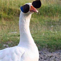 Create meme: goose female, geese Linda, Danish legart goose