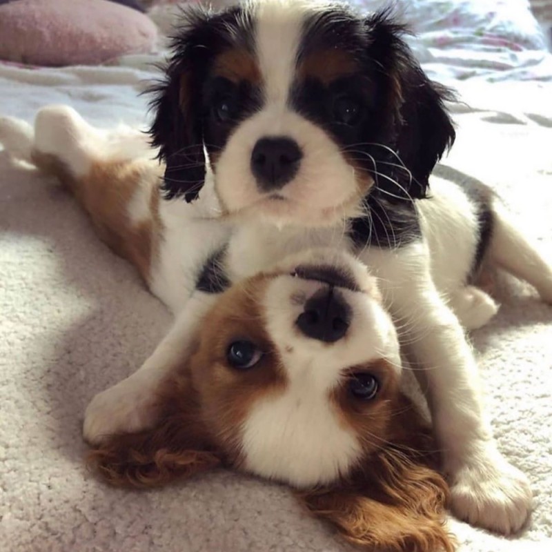 Create meme: the cavalier king Charles Spaniel , puppy cavalier king charles spaniel, spaniel cavalier