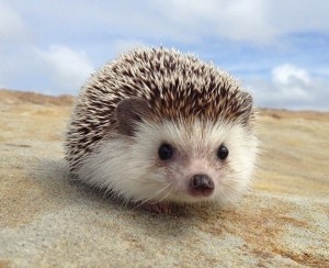 Create meme: hedgehog hedgehogs