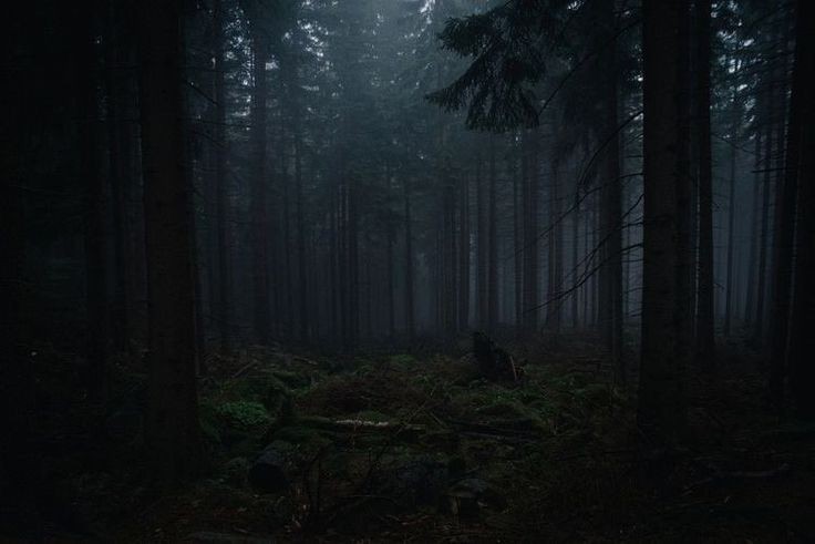 Создать мем: природа туман, темный лес, лес туман