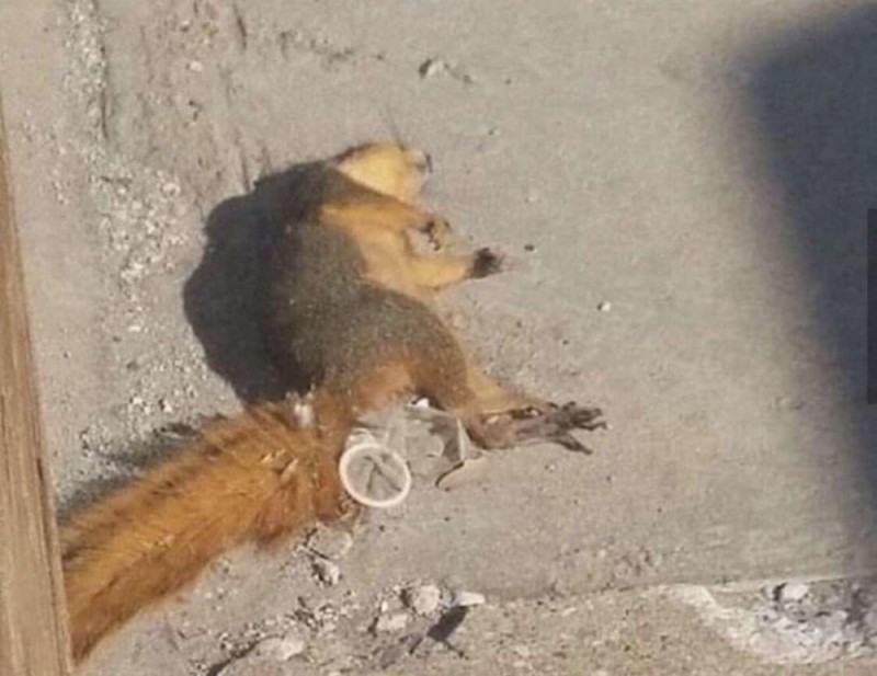 Create meme: squirrel stuck eggs, dead squirrels, dead squirrel
