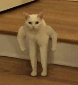 Create meme: cat, meme white cat on two legs, meme Polyot