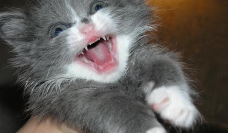 Create meme: the cat laughs, The kitten is grey, The kitten is laughing