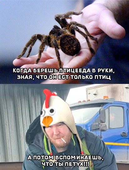 Создать мем: пауки гиганты, паук, паук великан