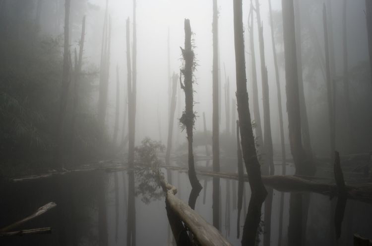 Создать мем: in the fog, мертвый лес боракай, туман лес