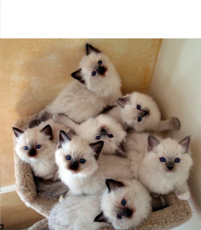 Create meme: kittens ragdoll, breed of cats ragdoll kittens, breed ragdoll