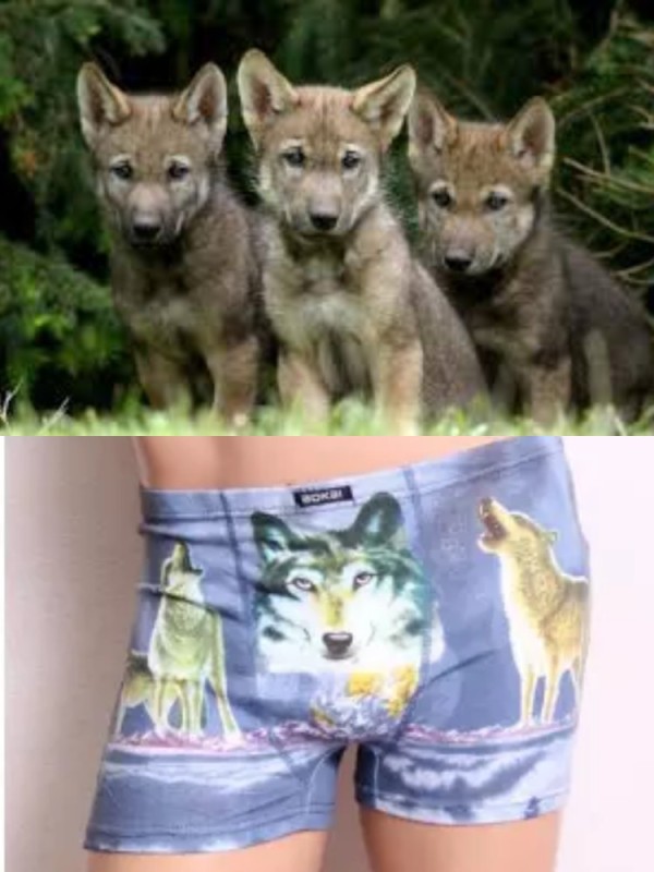 Create meme cowards, briefs with a wolf joke, underpants with the face of  a wolf - Pictures 