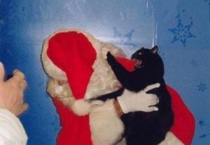 Создать мем: cat 7, котоматрица свежак, merry christmas and happy new year
