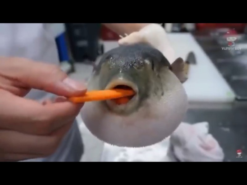 Create meme: puffer fish , puffer fish eating carrots, puffer fish eats carrots