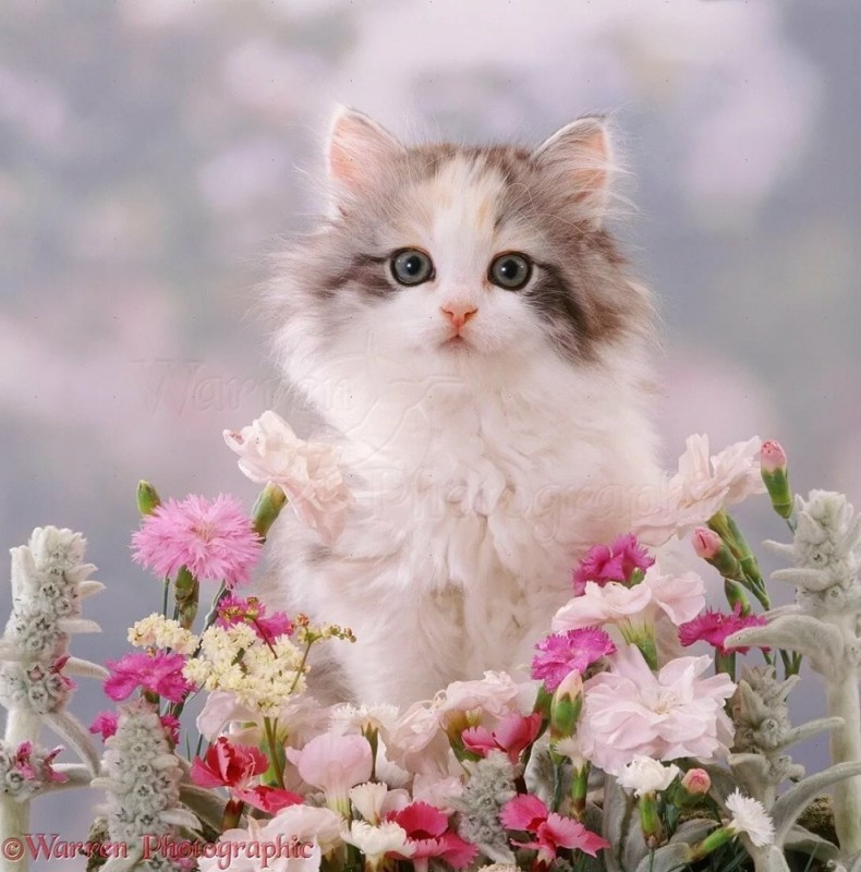 Создать мем: котики красивые, котенок в цветах, котенок с цветами