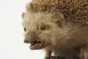 Create meme: hedgehog, hedgehogs animals, hedgehog