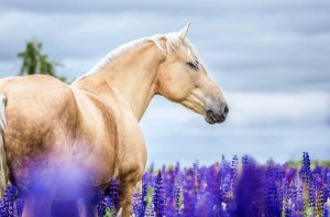 Создать мем: жеребцы производители, жеребец, wild horses