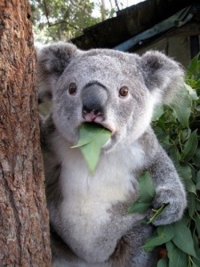 Создать мем: коала домашняя, маленькая коала, удивленный коала