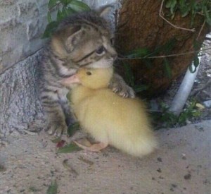 Create meme: duckling kitten hug, the cute animals, cute animals