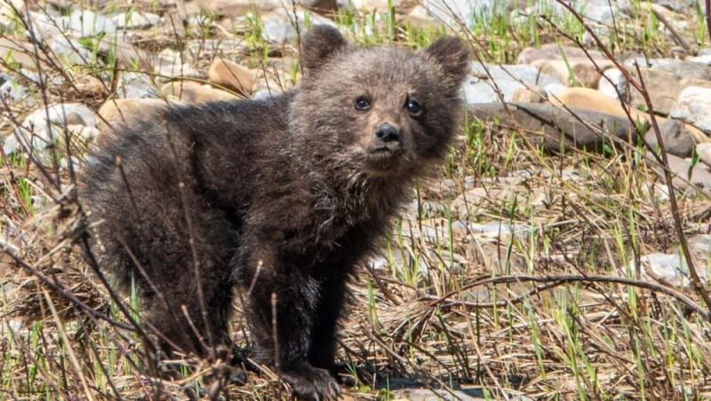 Create meme: cubs, little brown bear cub, The bear is grey