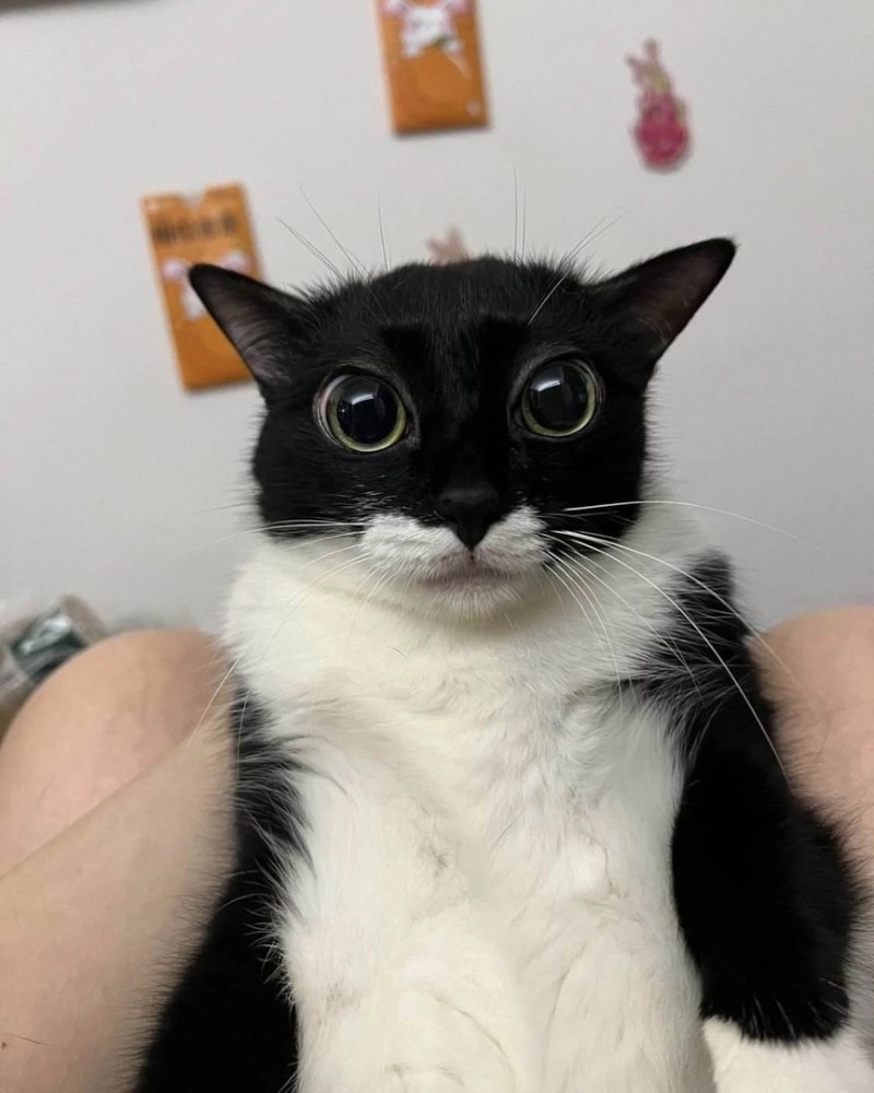 Create meme: Izzy the cat, surprised kitty, cats with big eyes