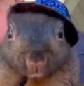 Create meme: wombat patrick, wombat animal, animals of Australia wombat