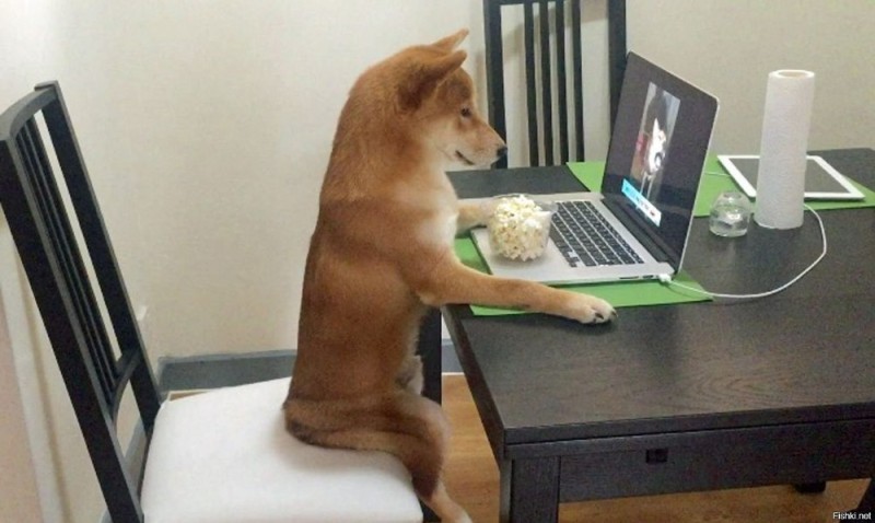 Создать мем: лиса за компьютером, собака сидит за компьютером, собака сутулая за компом