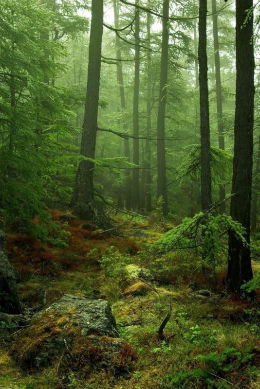 Create meme: forest , the forest is dense, beautiful forest