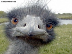 Create meme: emu, funny, an ostrich's eye is
