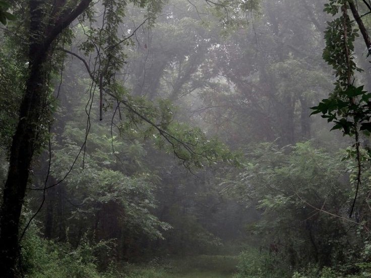 Create meme: forest misty, forest fog, foggy morning in the forest