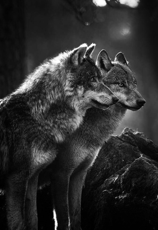 Create meme: wolf wild, grey wolf , the wolf is beautiful