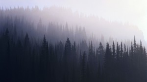 Create meme: fog forest, foggy forest