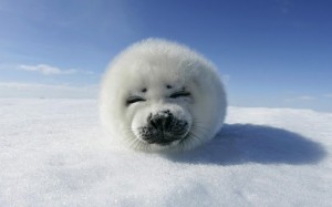 Create meme: seal Belek, seal, white seal