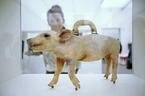 Create meme: exhibition, pig, animals