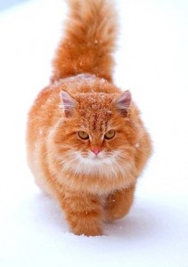 Create meme: red cat, red cat, Scottish redhead furry