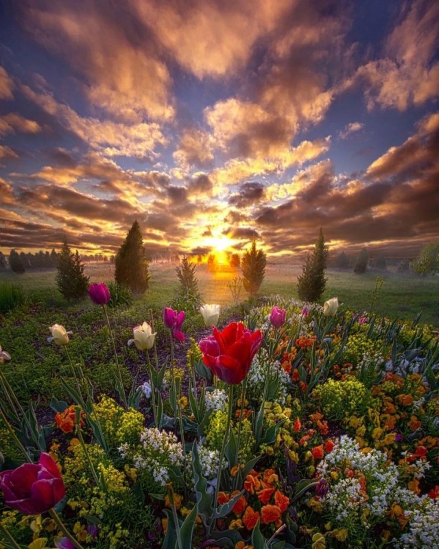 Create meme: flowers landscape, flowers at sunset, landscape 