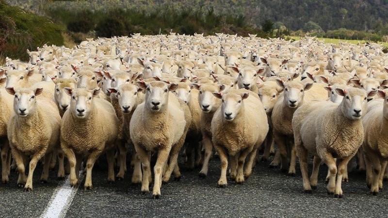 Create meme: a flock of sheep, breeds of sheep , sheep herd