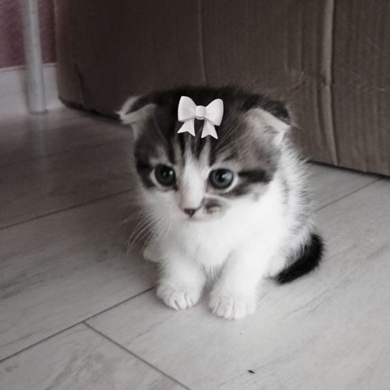 Create meme: cute kittens , cats are cute, kittens are very cute