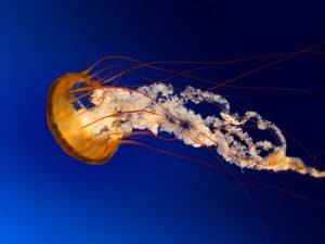 Create meme: jellyfish, Medusa Windows, beautiful jellyfish