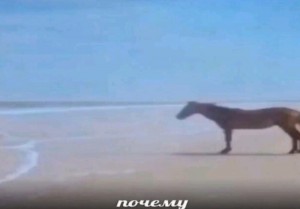 Создать мем: почему мем с лошадью у моря постирония, лошадь у моря потому, размытое изображение