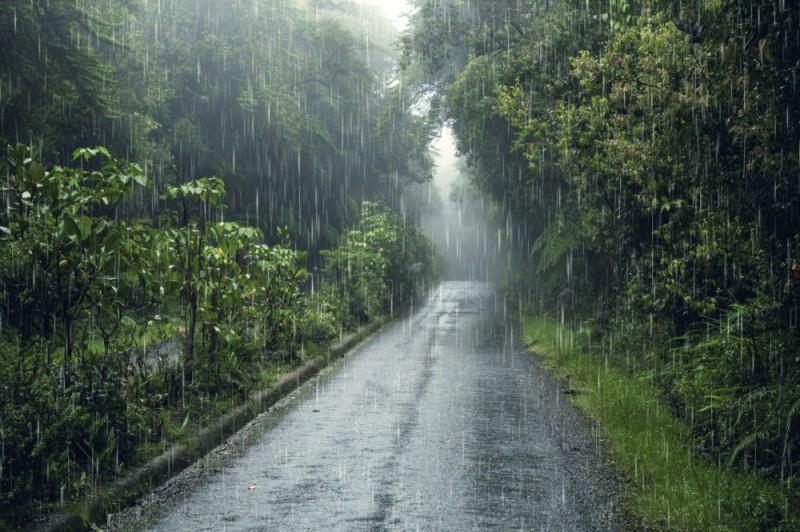 Create meme: rain in the garden, rainy forest, rain in the rainforest