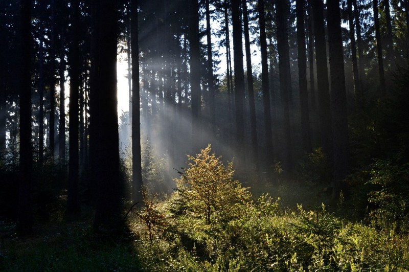 Create meme: the rays of the sun in the forest, The sun's rays in the forest, sunrise in the forest