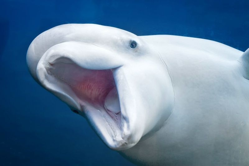 Create meme: Belukha, white dolphin beluga, white whale beluga whale