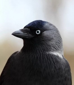 Создать мем: птица черная с белым, черная птичка, птица с черной головой