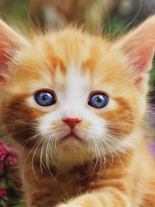 Create meme: cat, cat red, kitten redhead