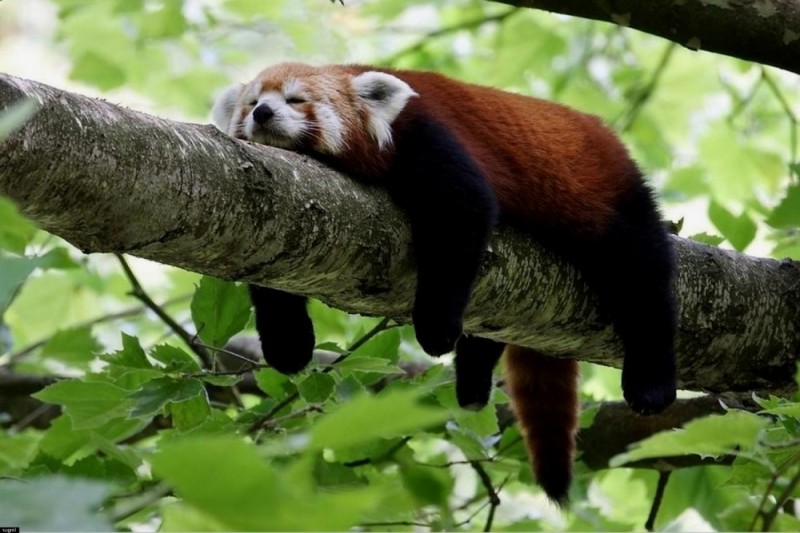 Create meme: Red panda, animal red panda, red panda small panda