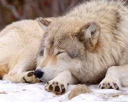 Создать мем: волк доге, волк спит, красивый волк