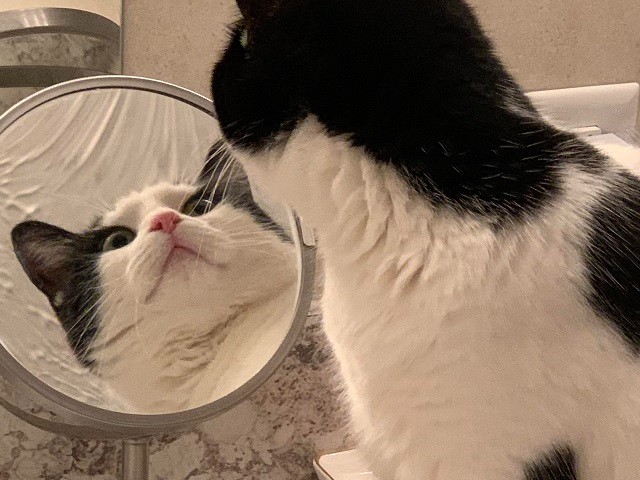 Create meme: cat , the cat in front of a mirror, the cat in the mirror meme