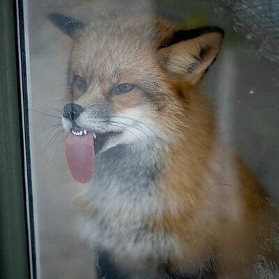 Create meme: the fox licks his lips, mad fox, funny Fox