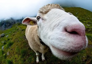 Create meme: funny cow, sheep