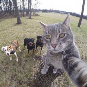 Create meme: funny animals, European cat, selfie cat