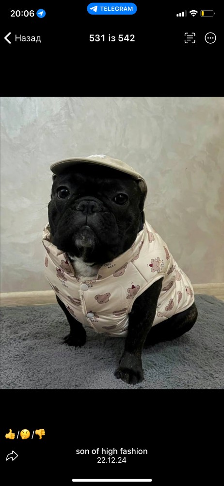 Create meme: bulldog , dog French bulldog, French bulldog uncropped